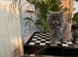 Soo affectionate "Hand reared" c/p persian male and solid blue girl