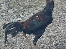 Shamo stag 11 months old