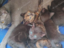 5 mixed British shorthair kittens looking for home