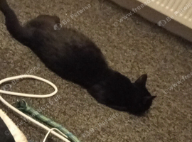 Kittens for sale