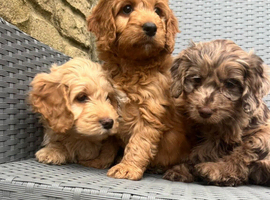 F1 cockapoo puppies