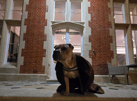 Shar-Pei x Pocket Bully 4 year old stud