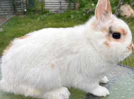Ginger and white male bits of black