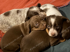 Miniature dachshunds