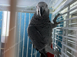 male African grey Glasgow