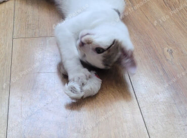 2 cats