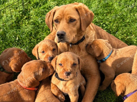 KC FOX RED LABRADOR PUPs READY SUNDAY