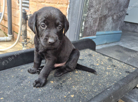 Black labrador puppies