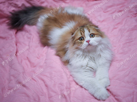 Scottish fold longhair boy