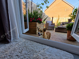 Kc registered Pembroke corgi natural bobtail