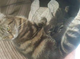 3 Kittens Available.Please read ad