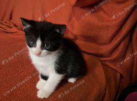 Mix breed black white kitten