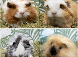 Long Haired Baby Guinea Pigs in Roche Cornwall