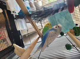 2 budgies plus cage ect