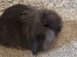 2 DM MINI LIONLOP Babys ready to reserve