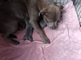 Blue Staffy pups