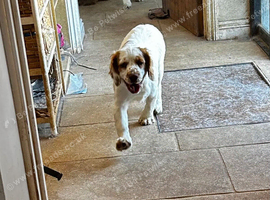 New homes wanted for Kc Clumber Spaniels