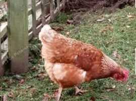 Chickens - Point of Lay Lohman -  Excellent  brown egg layers