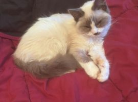 Ragdoll pure breed bicolour male kitten