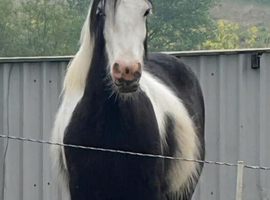14.2 Piebald 4 yr old cob gelding