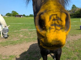 Space available for ponies/small horse to share 1.5 acre paddock