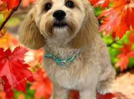 Dog grooming in Calne