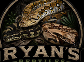Wanted carpet python female