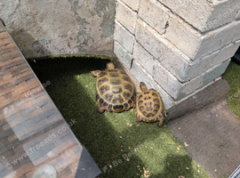 2x horsfield tortoises