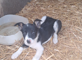 Farm reared pups