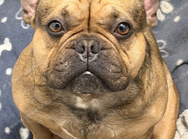 Male French bulldog
