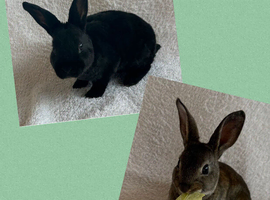 Rex Standard Rabbit, Bunnies, Kits available