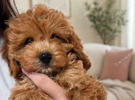 Little boy cavapoo