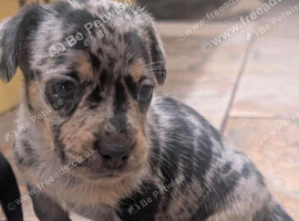 Luna 10 weeks old