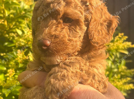 Miniature Poodle puppy's