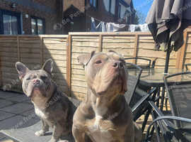 Diesel