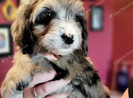 Cockapoo puppy's