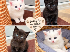 Beautiful kitten (8 Weeks in 26/10/2026)