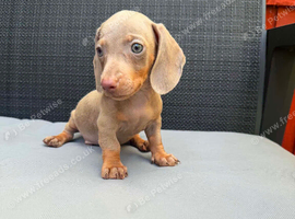 Miniature dachshund
