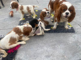 Cavalier King Charles puppies available