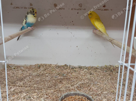2 female budgies for sale &pound;50