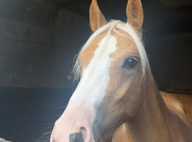Quality palomino welsh b