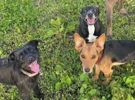 3 girls and 1 boy Paterdale Terriers for sale