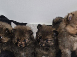 Beautiful Pomeranian Puppies
