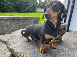 Female Black and Tan dachshund