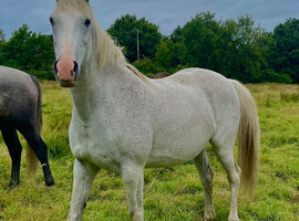 16hh sweet proven broodmare/easy project