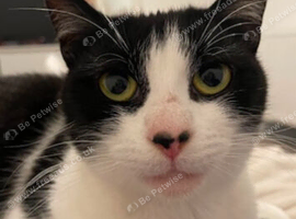 Female cat