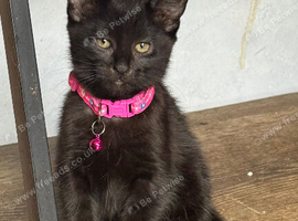 Two Black Russian &pound;250 for both of them