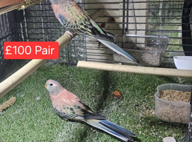 Variety Of Birds Starting From &pound;25
