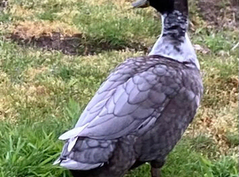Swedish Blue hatching eggs