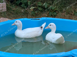 Call Ducks